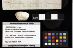 Foto (Objket + Etiketten) von Protaxius tithonicus (Glaessner) 